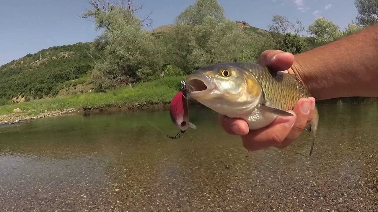 Arda Fish FISHING IN ARDA RIVER - Complex Perpera - Official Site